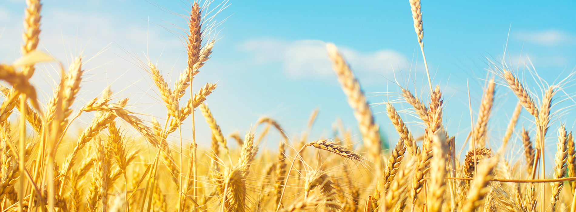 agroblend_1900x700 (2)